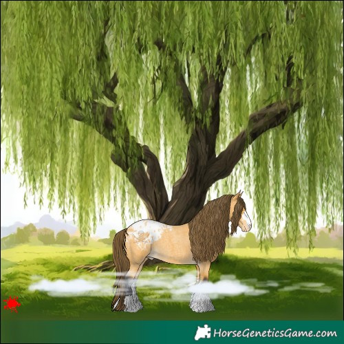 Horse Color:Buckskin Roan Blanket