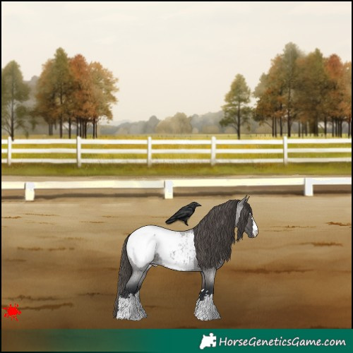 Horse Color:Grullo Roan Appaloosa 