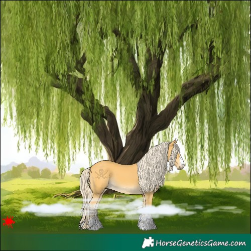 Horse Color:Palomino