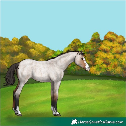 Horse Color:Bay Roan Dun 