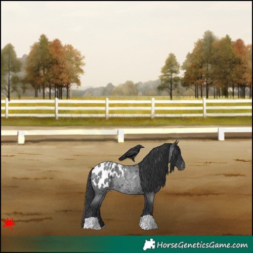 Horse Color:Blue Roan Appaloosa Rabicano