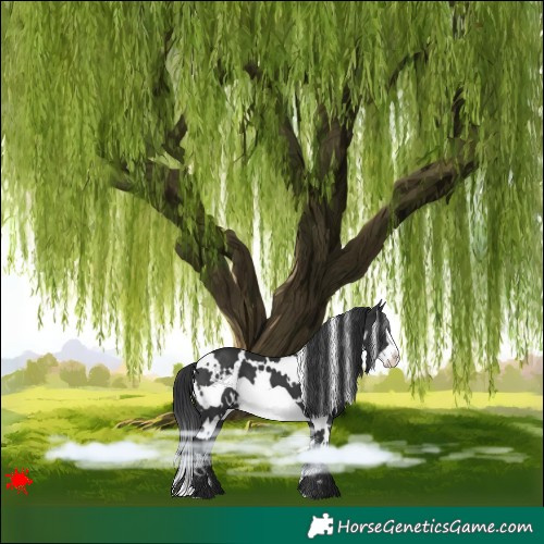 Horse Color:White Spotted Black Frame