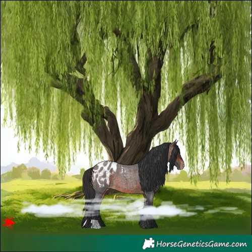 Horse Color:Brown Roan Blanket