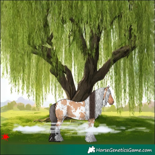Horse Color:White Spotted Bay Dun