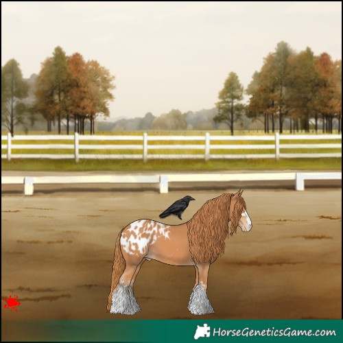 Horse Color:Chestnut Appaloosa
