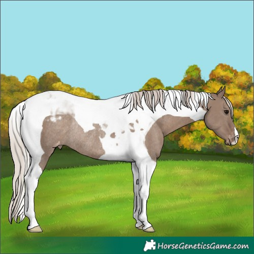 Horse Color:Silver Grullo Tobiano Appaloosa Rabicano