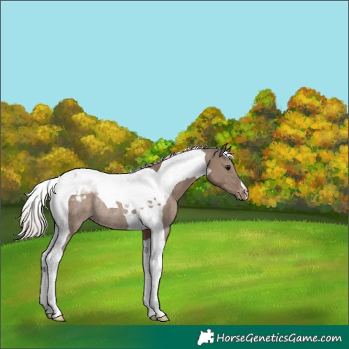 Horse Color:Silver Grullo Tobiano Appaloosa Rabicano 
