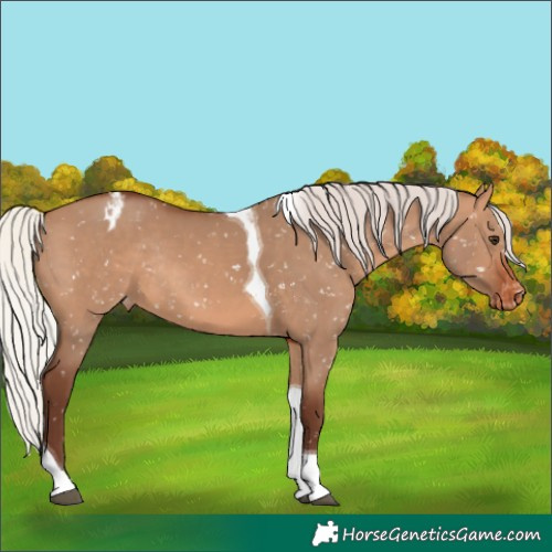 Horse Color:Silver Brown Dun Tobiano Appaloosa Rabicano