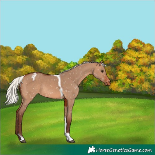 Horse Color:Silver Brown Dun Tobiano Appaloosa Rabicano 
