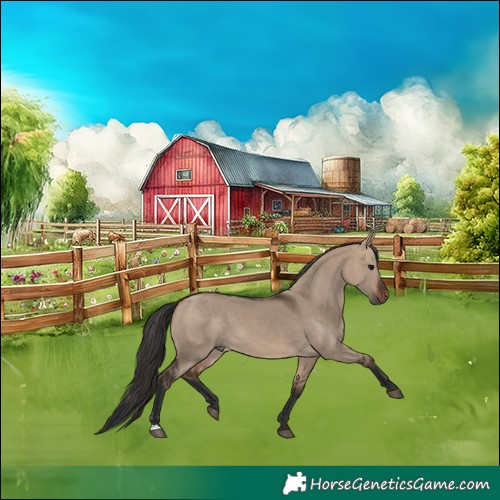 Horse Color:Bay Dun