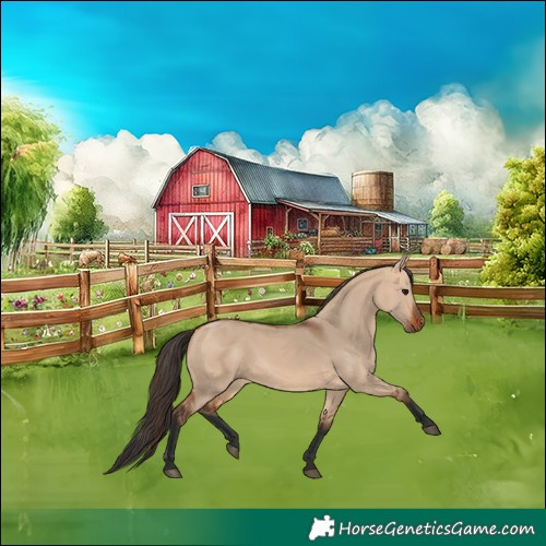 Horse Color:Bay Dun 
