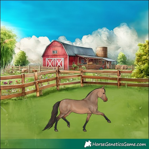 Horse Color:Bay Dun 