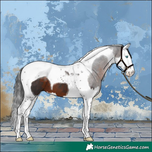Horse Color:Brown Splash Tobiano 