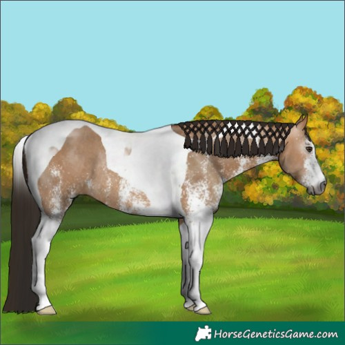 Horse Color:Gray White Spotted Bay Dun Tobiano Rabicano 