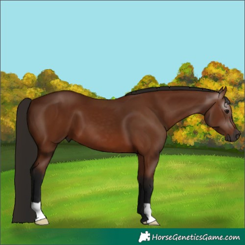 Horse Color:Gray Bay