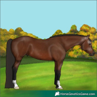 Horse Color:Gray Bay 