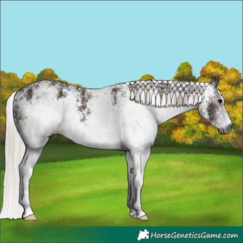 Horse Color:Gray White Spotted Silver Black 