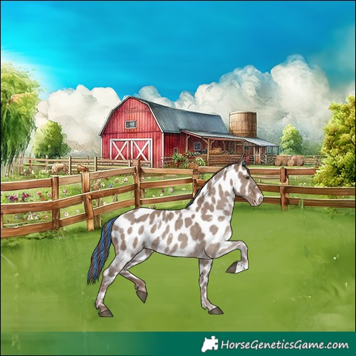 Horse Color:Painted Liver Red Dun Appaloosa 