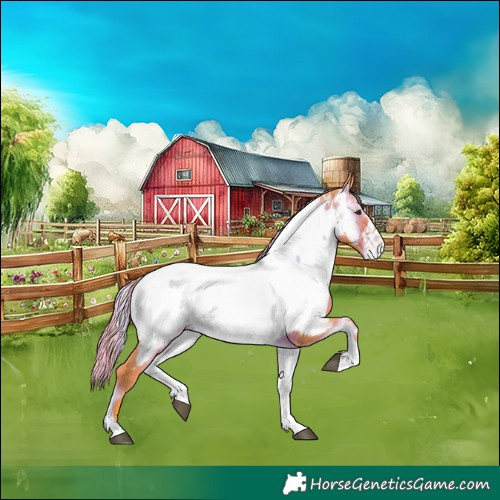 Horse Color:Painted Watercolor Liver Red Onyx Appaloosa