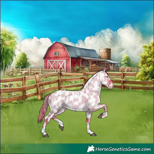 Horse Color:Watercolor Liver Red Dun Appaloosa 