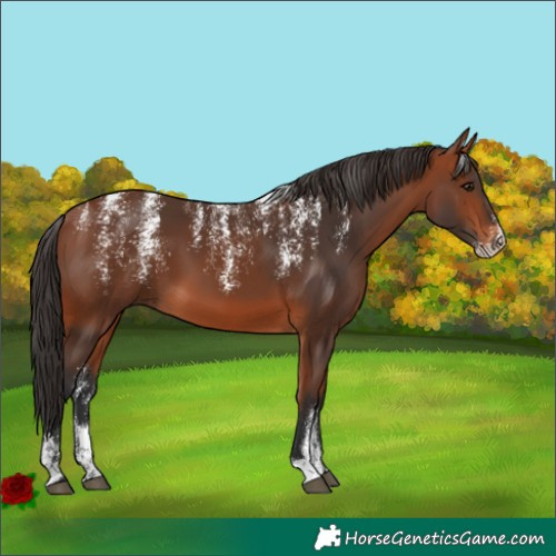 Horse Color:Powder White Bay