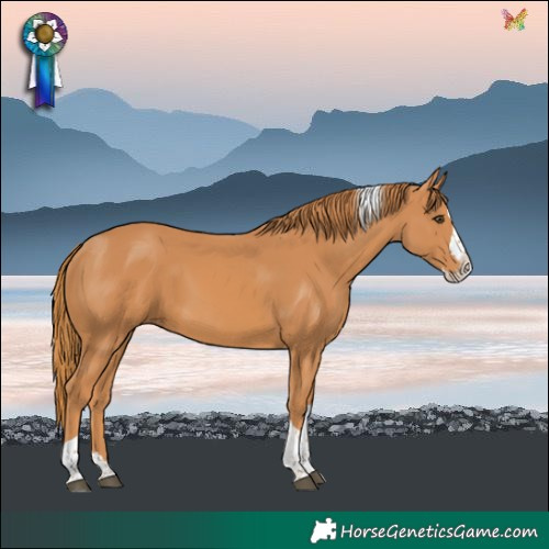 Horse Color:Chestnut Splash Tobiano 