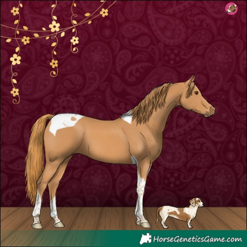 Horse Color:Chestnut Tobiano 