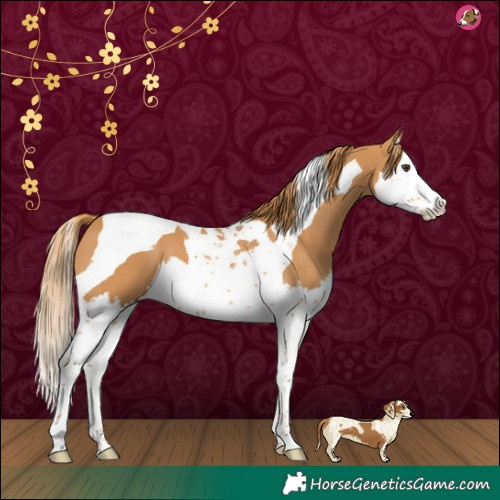 Horse Color:Chestnut Splash Tobiano 