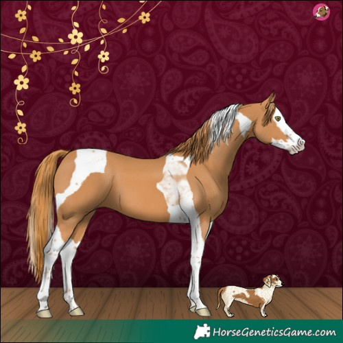 Horse Color:Chestnut Splash Tobiano