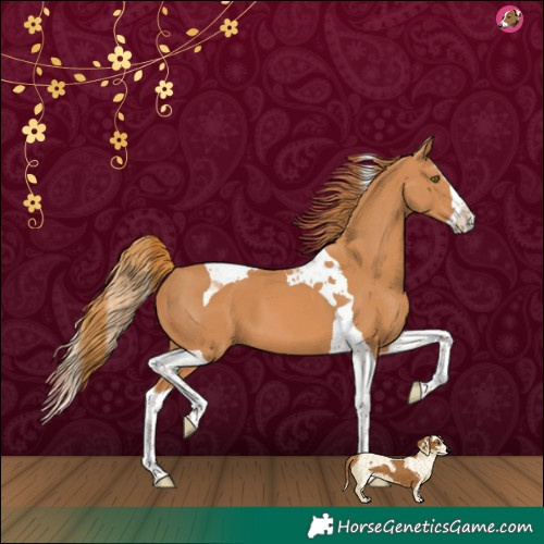 Horse Color:Chestnut Splash Tobiano