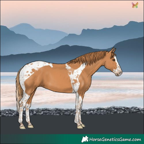Horse Color:Chestnut Splash Tobiano 