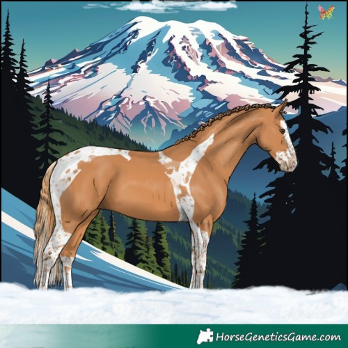 Horse Color:Chestnut Splash Tobiano 