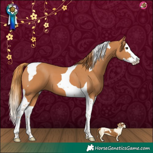 Horse Color:Chestnut Splash Tobiano