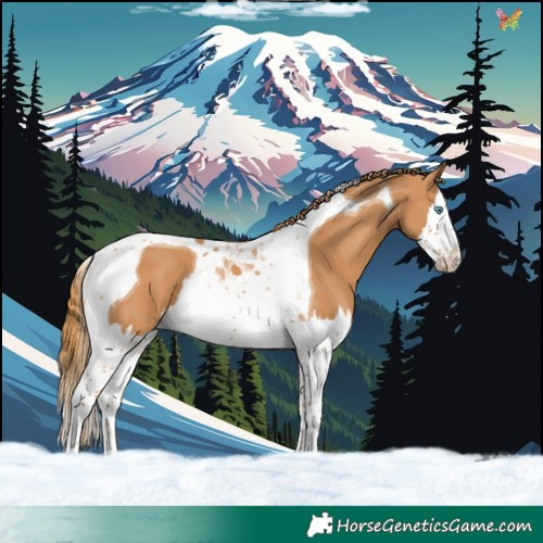 Horse Color:Chestnut Splash Tobiano 