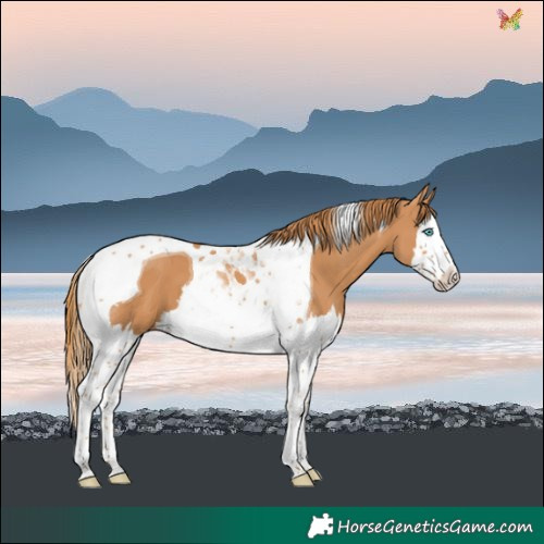 Horse Color:Chestnut Splash Tobiano 