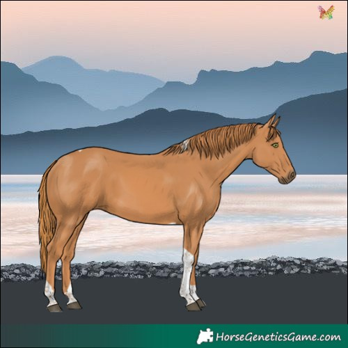 Horse Color:Chestnut Tobiano 