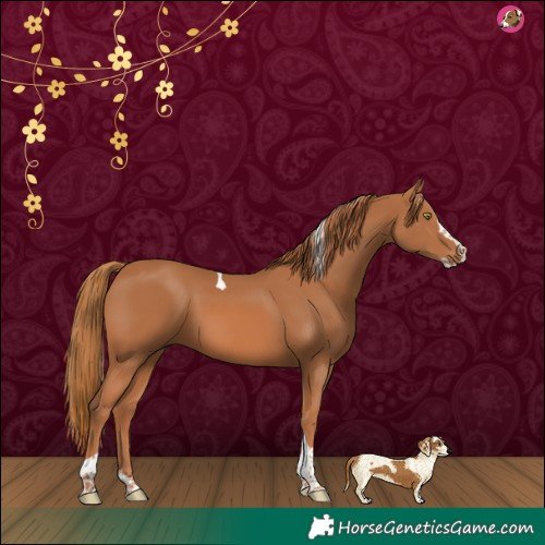 Horse Color:Chestnut Splash Tobiano