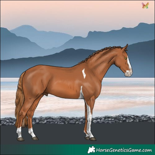 Horse Color:Chestnut Splash Tobiano