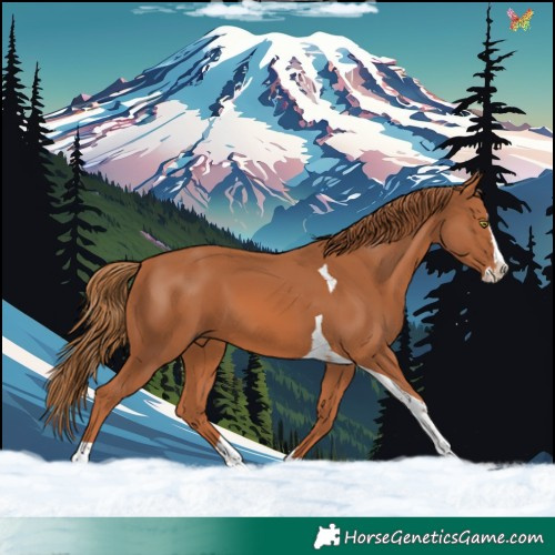 Horse Color:Chestnut Splash Tobiano 