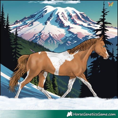 Horse Color:Chestnut Splash Tobiano 