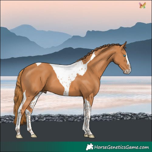 Horse Color:Chestnut Splash Tobiano 