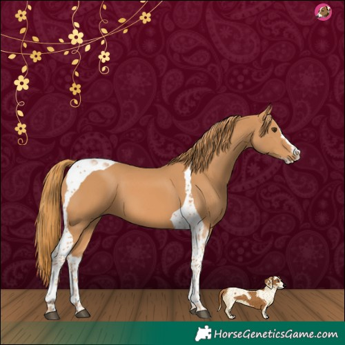 Horse Color:Chestnut Splash Tobiano