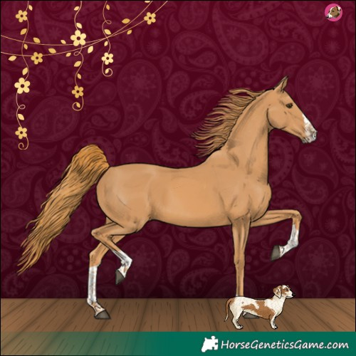 Horse Color:Chestnut Splash Tobiano