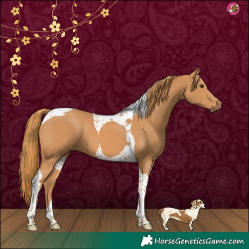 Horse Color:Chestnut Tobiano 