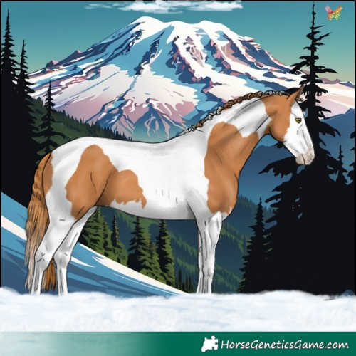 Horse Color:Chestnut Splash Tobiano