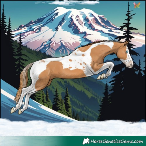 Horse Color:Chestnut Splash Tobiano 
