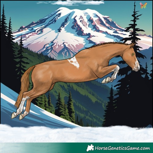 Horse Color:Chestnut Splash Tobiano