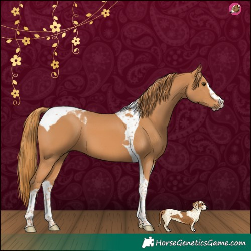 Horse Color:Chestnut Splash Tobiano 