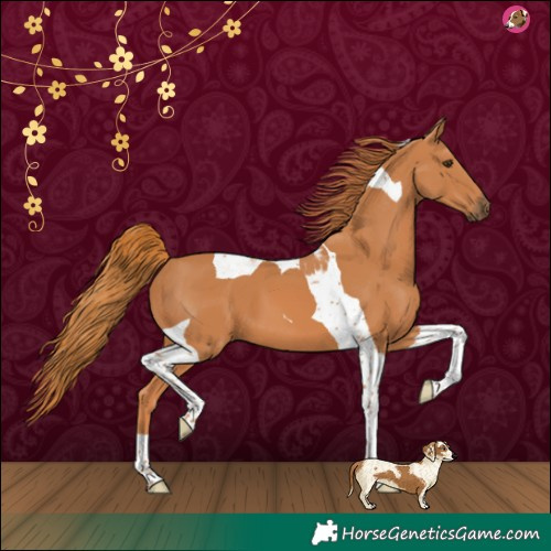 Horse Color:Chestnut Tobiano 