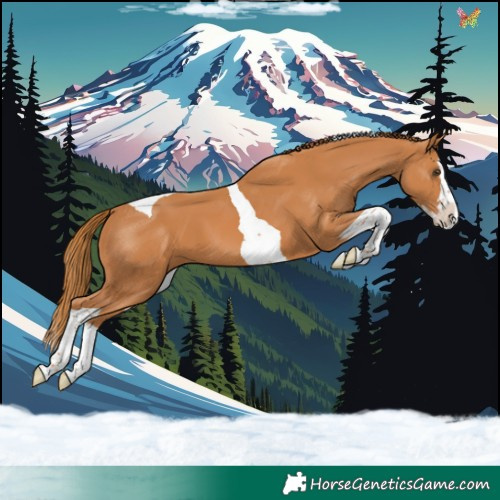 Horse Color:Chestnut Splash Tobiano
